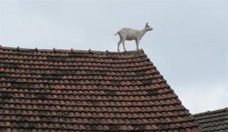 Kozlík ikula se dostal a na heben stechy stodoly. V tu chvíli byl ve výce...