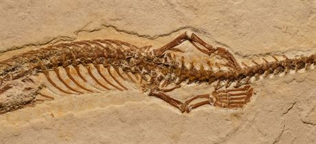 ást kostry údajného 120 milion let starého pedka had nazvaného...