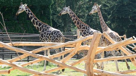 K nejdraím strávníkm olomoucké zoo patí irafy. Dvodem není cena krmení, ale mnoství - jedna seere denn kolem 60 kilogram potravy.