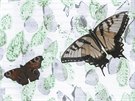 LETNÍ JÍZDA: írovice, exotití motýli, Motýlí dm, Mackovi, chov