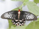 LETNÍ JÍZDA: Atrophaneura semperi z Filipín v Motýlím dom írovice