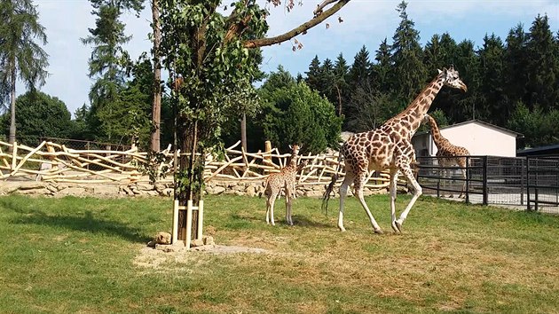 Zoo otevela dal kus safari. Lid vjedou k irafm a antilopm