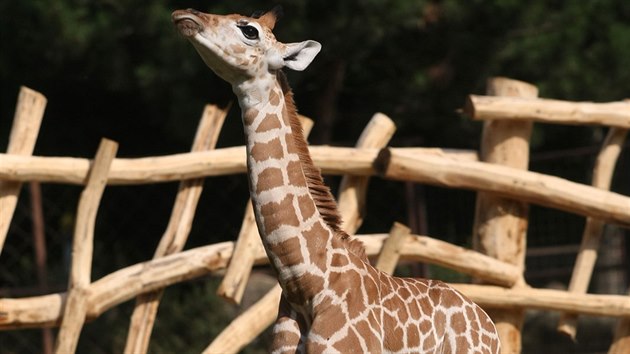 Olomouck zoologick zahrada na Svatm Kopeku otevela druhou st safari, kter zve na projku vlkem do africk divoiny s antilopami a irafami.