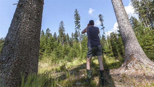 LETN JZDA: NP umava, CHKO, ochrana, ornitologie, ptci, p ern