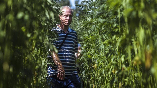 LETN JZDA: konopn pole, farma Vra, komunita, konop, marihuana, trva.