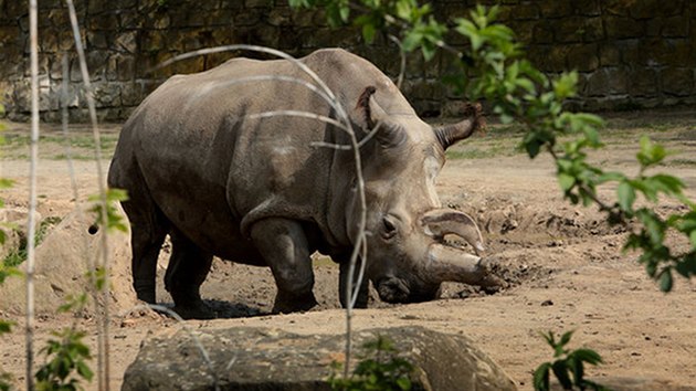 Samice Nabiré ila od narození 31 let v zoo ve Dvoe Králové.