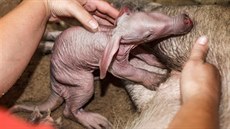 Hrabáčice Kvída chovatele porodem uprostřed léta překvapila, čekali ho později.... Hrabáčice Kvída chovatele porodem uprostřed léta překvapila, čekali ho později....