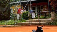 Na tenisových kurtech Cibulka chová Jan Písecký krom prasete i dalí zvíata.