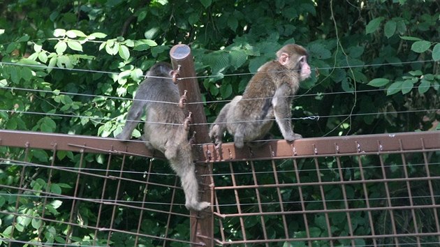 Z prchozho vbhu makak v olomouck zoo krtce po oteven uprchlo nkolik mlat (na snmku pi pekonvn plotu). Zoo pitom vbh otevela po velk rekonstrukci zamen na zlepen zabezpeen.