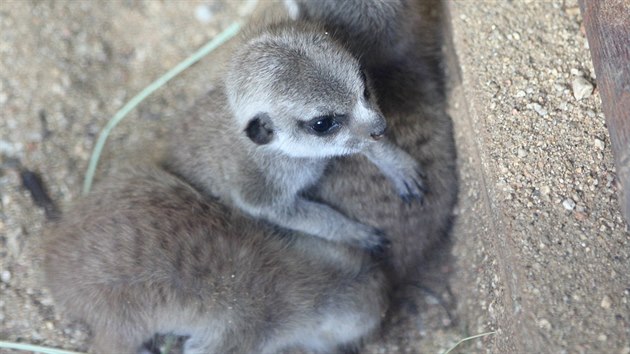 V Zoo Brno se narodila mlata surikat.