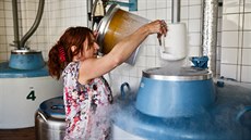 Genobanka spravuje mimo jiné tradiční česká plemena jako starokladrubské koně,... Genobanka spravuje mimo jiné tradiční česká plemena jako starokladrubské koně,...