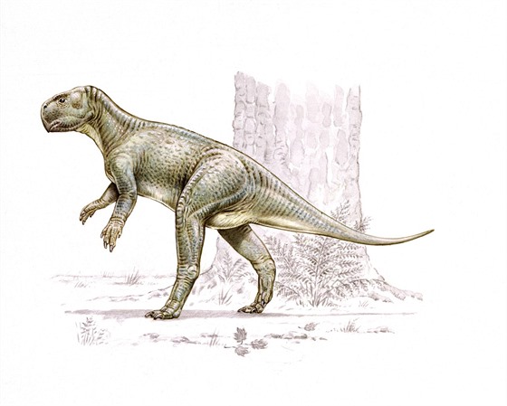 Papouí jetr Psittacosaurus, jeho kostru nalezli íntí policisté ve...