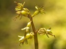 LETNÍ JÍZDA: Nae nejmení orchidej Bradáek srditý, Jeseníky