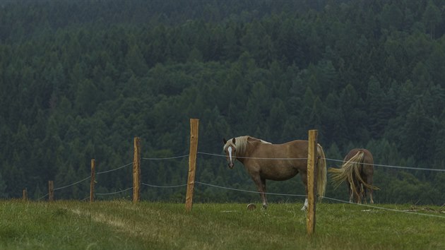 LETN JZDA: Ran Posluchov, chov kon, bosonoz, farma, Libav, Hluboky, vyjka