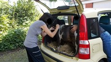 Řidička převážela v kufru Fiatu Panda shetlandského poníka. (4. srpna 2015) Řidička převážela v kufru Fiatu Panda shetlandského poníka. (4. srpna 2015)