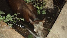 Bezí kráva se ocitla ve dvoumetrovém septiku, ven nemohla. (4. srpna 2015)