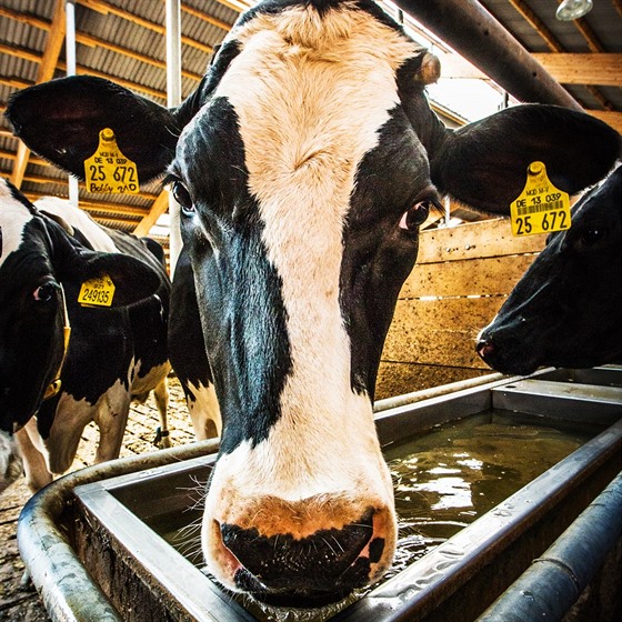 Kdy se krávy dostanou k nádri, rozstikují radostí vodu a chladí se jí....