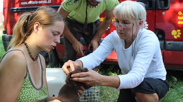 Nejvt starost mla veterinka Marie Dobrovoln o zhruba dvoutdenn tata.