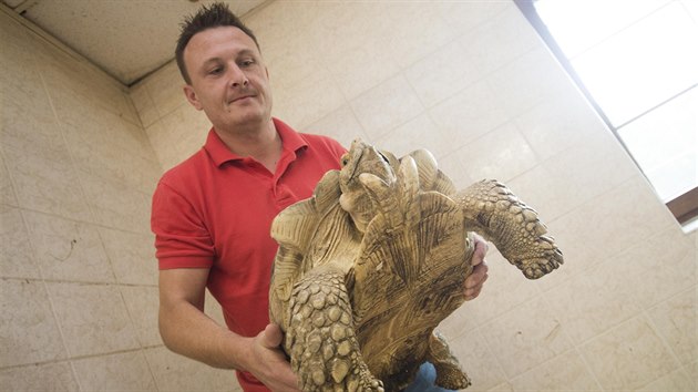Kromě vzácných opiček Chovančík v Holešově vystavuje třeba také želvy.