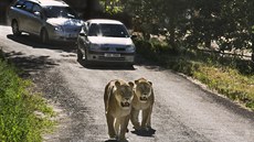 Lví safari ve Dvoe Králové je jedním z mála míst v Evrop, kde mohou lidé...