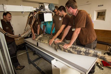 Vyetení tém tímetrového krokodýla títnatého váícího 60 kilogram není...