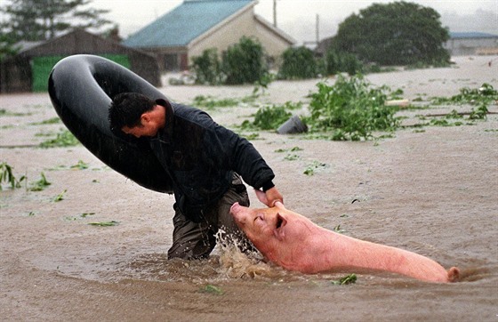 Korejec zachrauje prase ped povodní. Ilustraní foto