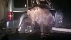 Medvěd zaútočil na auto na ruských Kurilských ostrovech. Medvěd zaútočil na auto na ruských Kurilských ostrovech.