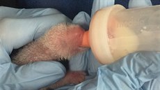 Mladší ze dvou pandích potomků, kteří se narodili ve washingtonské zoo, i přes... Mladší ze dvou pandích potomků, kteří se narodili ve washingtonské zoo, i přes...