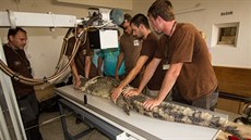 Vyšetření téměř třímetrového krokodýla štítnatého vážícího 60 kilogramů není... Vyšetření téměř třímetrového krokodýla štítnatého vážícího 60 kilogramů není...