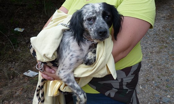 Skupina dobrovolník hledala odhozené zuboené psy v lesích u obce Homyle na...