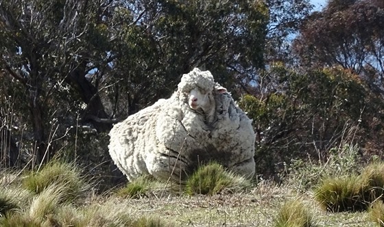 V Austrálii byla objevená ovce, která se roky nestíhala.  Její koich mezitím...