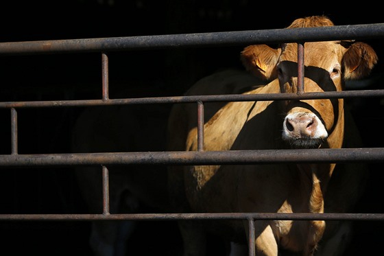 Krávy nejastji kulhají, trpí poruchami metabolismu i plodnosti a zánty vemen.