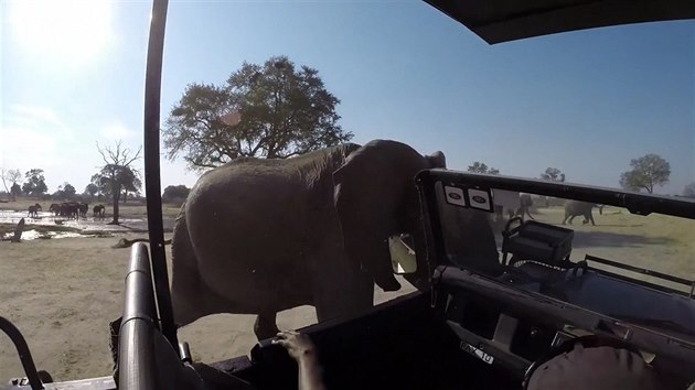 Rozzuen slon samice nabrajc na sv kly dp s turisty, protoe se pli piblili ke skupin s mlaty.