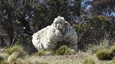 V Austrálii byla objevená ovce, která se roky nestříhala. Její kožich mezitím... V Austrálii byla objevená ovce, která se roky nestříhala. Její kožich mezitím...