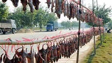 Suené krysí maso nabízí pouliní eznictví v jihoínské provincii Kuang-tung.