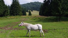 Chov koní na krasové planině Geravy Chov koní na krasové planině Geravy