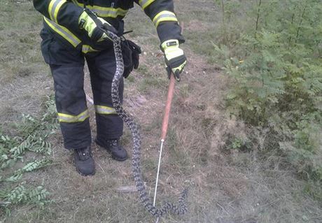 Krajta kobercová se plazila po lese na Pelhimovsku.