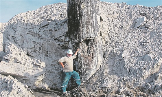 Geolog Zdenk Dvoák v nadloí lomu Vrany u tetihorního zkamenlého stromu...