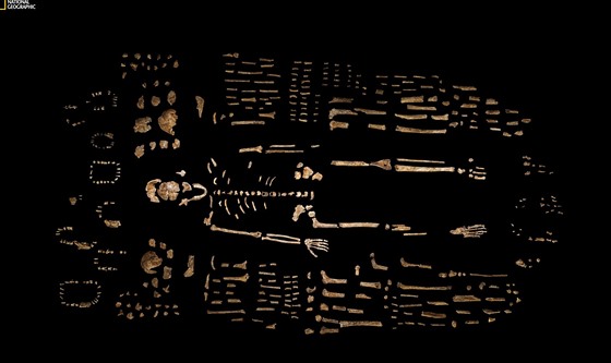 Ukázka co nejúplnjí rekonstrukce kostry druhu Homo naledi spolu s dalími...