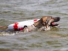 len Jihoeské záchranné brigády kynolog pi výcviku záchranáského psa.
