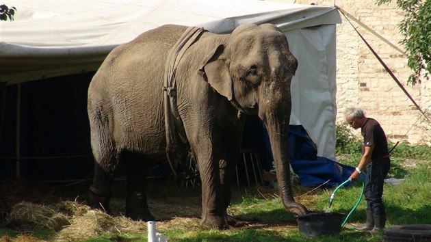 Stedoet hasii byli pivolan k nemocn slonici, kter nedokzala sama vstt. Nadzvedli ji pomoc jebu.