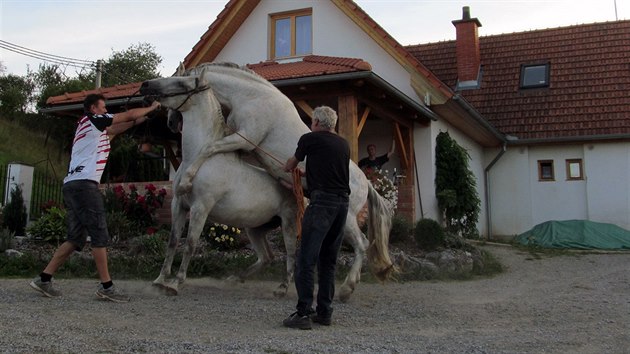 Andalusk hebec se okamit na kobylu vrh.