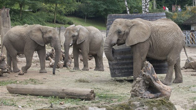 Ve zlnsk zoologick zahrad v souasnosti ij ti dospl samice slona africkho. A aby zde mohly zstat, mus zoo podle Evropsk asociace zoologickch zahrad zajistit jejich rozmnoovn.