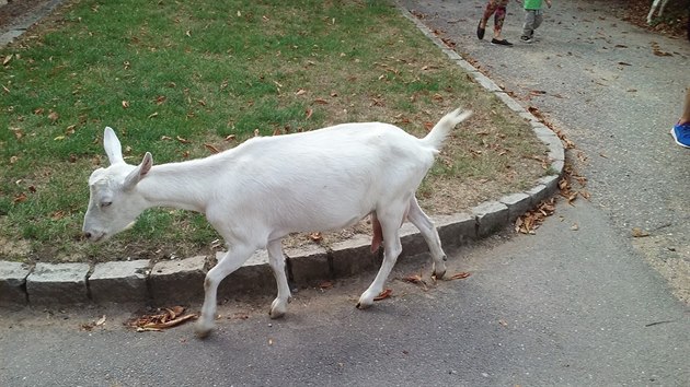 Po centru Brna pobíhají kozy. Majiteli utíkají dlouhodobě.
