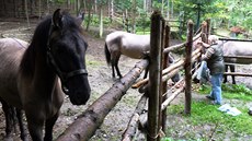 Koně se občas vydají z ohrady na procházku do okolí. Sousedy to nejdřív... Koně se občas vydají z ohrady na procházku do okolí. Sousedy to nejdřív...