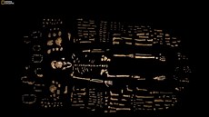Ukázka co nejúplnější rekonstrukce kostry druhu Homo naledi spolu s dalšími... Ukázka co nejúplnější rekonstrukce kostry druhu Homo naledi spolu s dalšími...