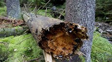 Šumava - Bílá strž Šumava - Bílá strž
