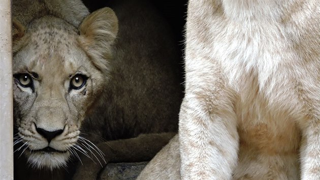 Do plzesk zoologick zahrady picestovaly z Hannoveru lvice Tamika a Neyla. (21. z 2015)