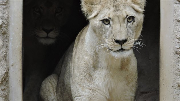 Do plzesk zoologick zahrady picestovaly z Hannoveru lvice Tamika a Neyla. (21. z 2015)