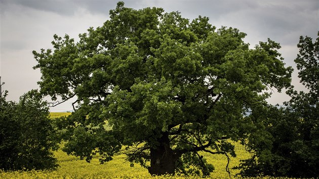 Dub letn z Bl Lhoty na Olomoucku pezdvan Blolhotsk baobab se dostal do finle ankety Strom roku 2015.